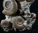 Huge Hammatoceras Ammonite Sculpture #7639-3